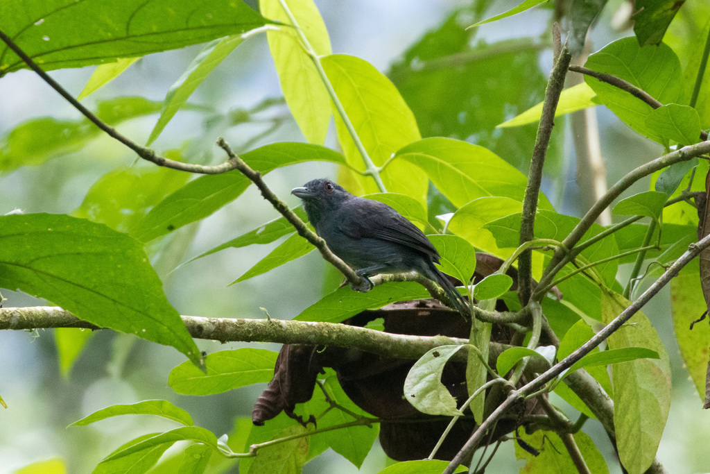 Plain-winged Antshrike