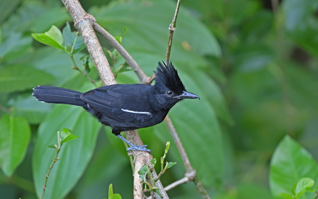 Glossy Antshrike