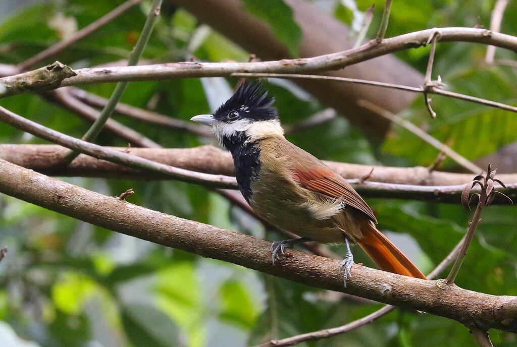 White-bearded Antshrike
