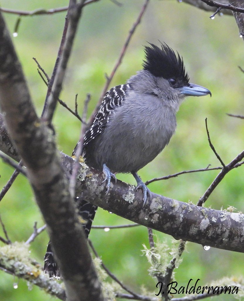 Giant Antshrike