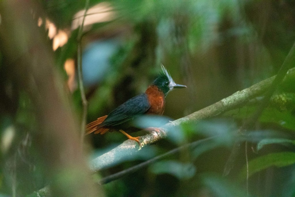 White-plumed Antbird