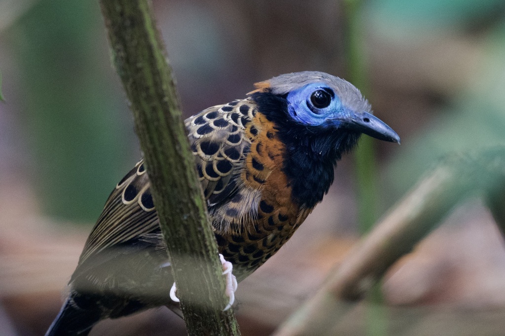 Ocellated Antbird