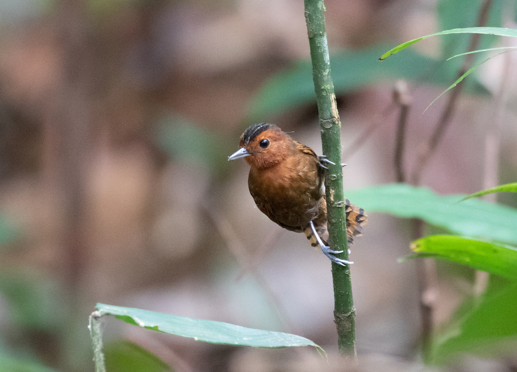 White-throated Antbird