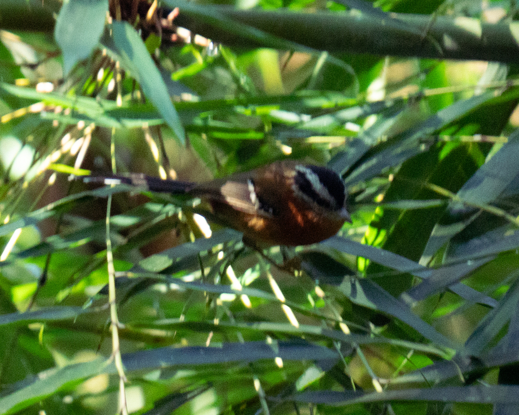 Bertoni’s Antbird