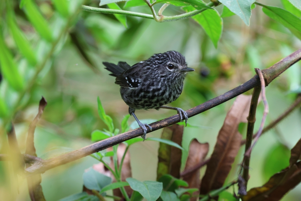 Dusky-tailed Antbird