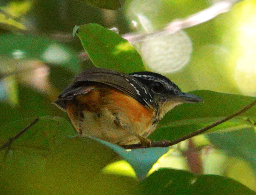 Imeri Warbling Antbird