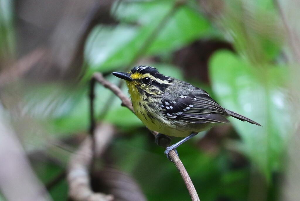 Yellow-browed Antbird