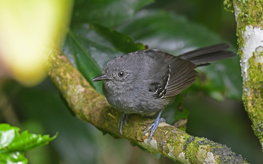 Parker’s Antbird