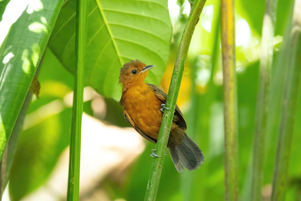 Riparian Antbird