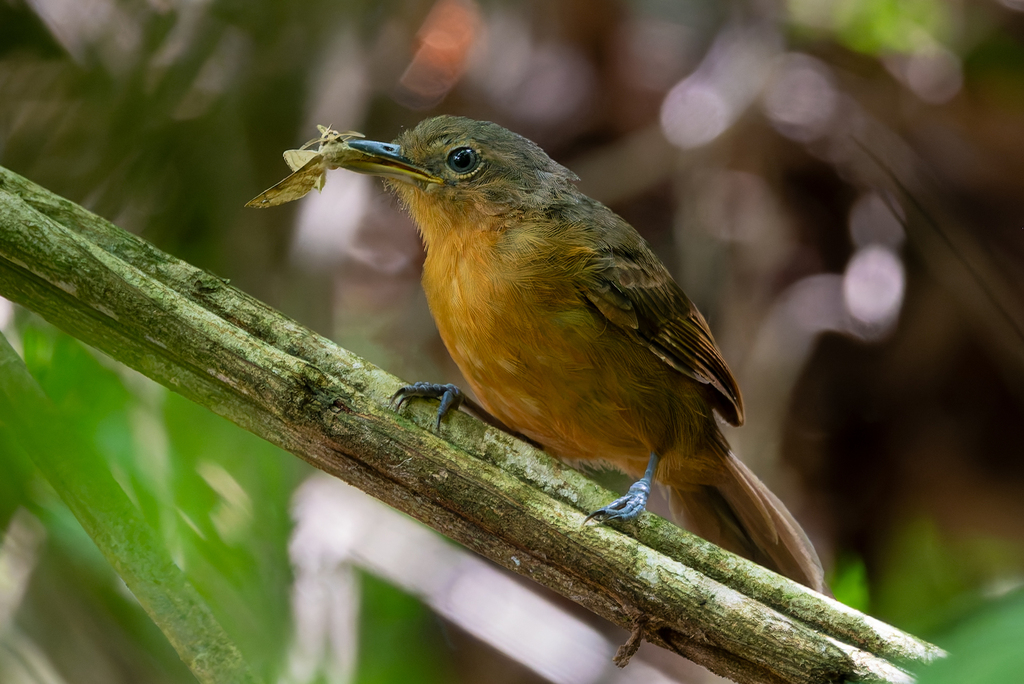 Dusky Antbird