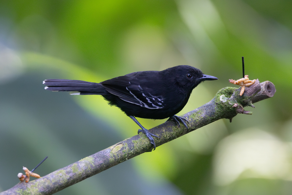 Jet Antbird