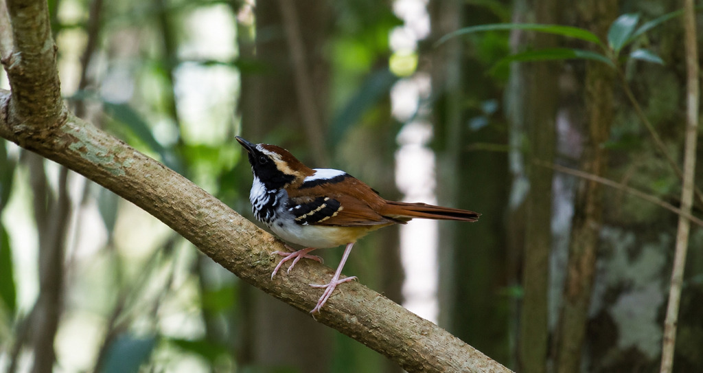 White-bibbed Antbird