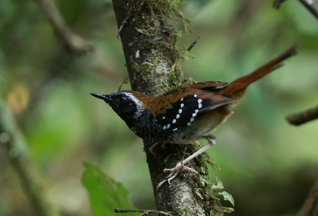 Squamate Antbird