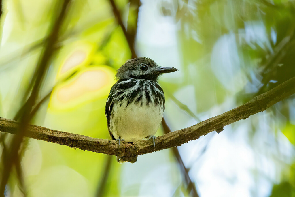 Dot-backed Antbird