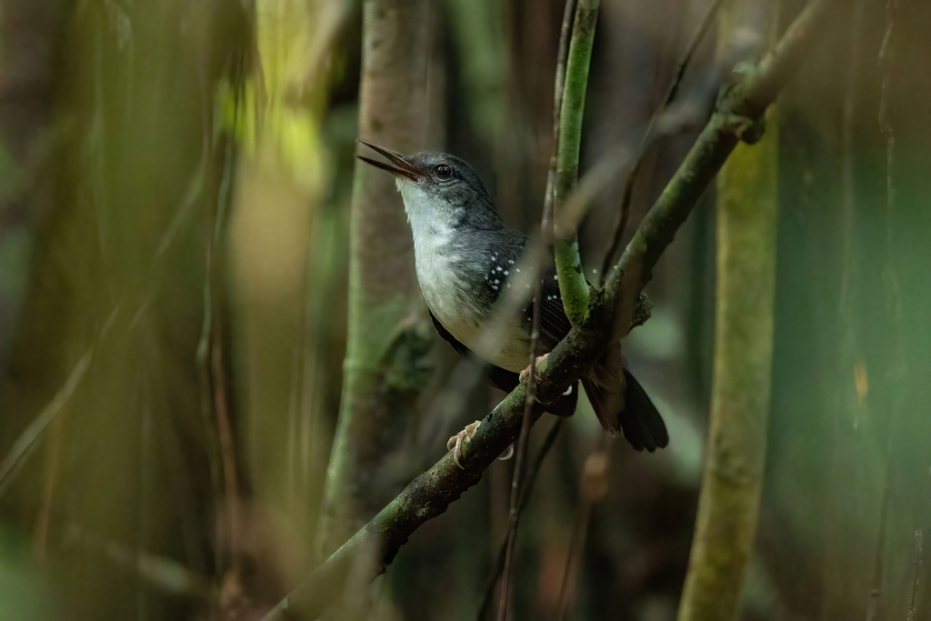 Silvered Antbird