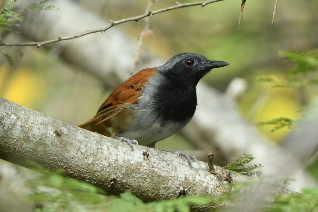 White-bellied Antbird