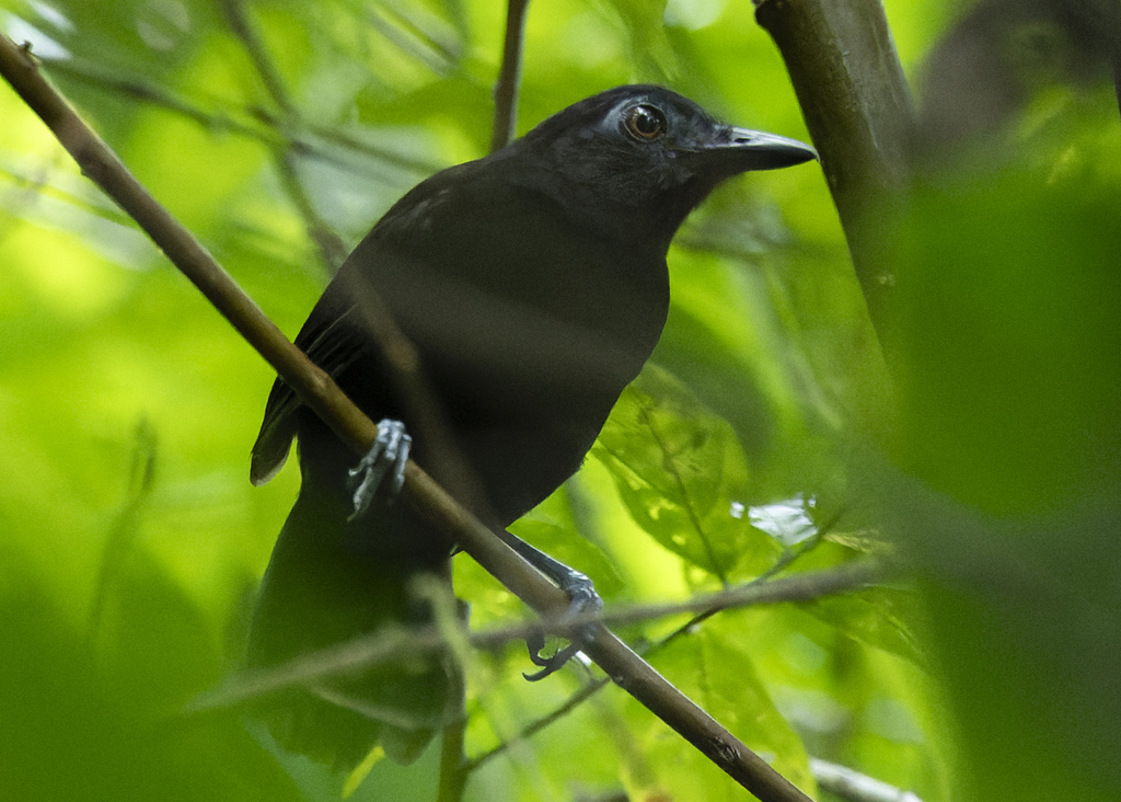 White-shouldered Antbird