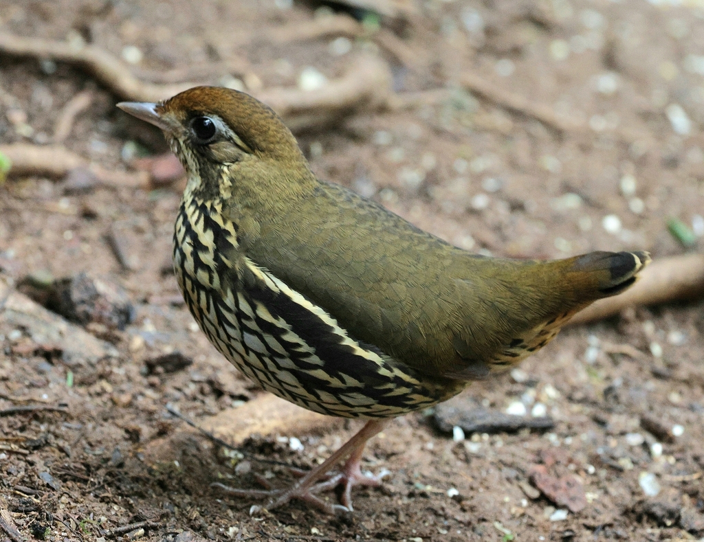 Short-tailed Antthrush