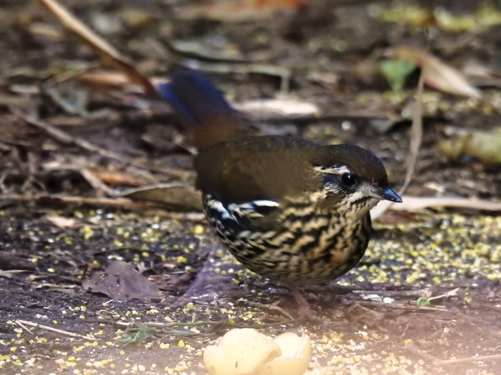 Rufous-tailed Antthrush