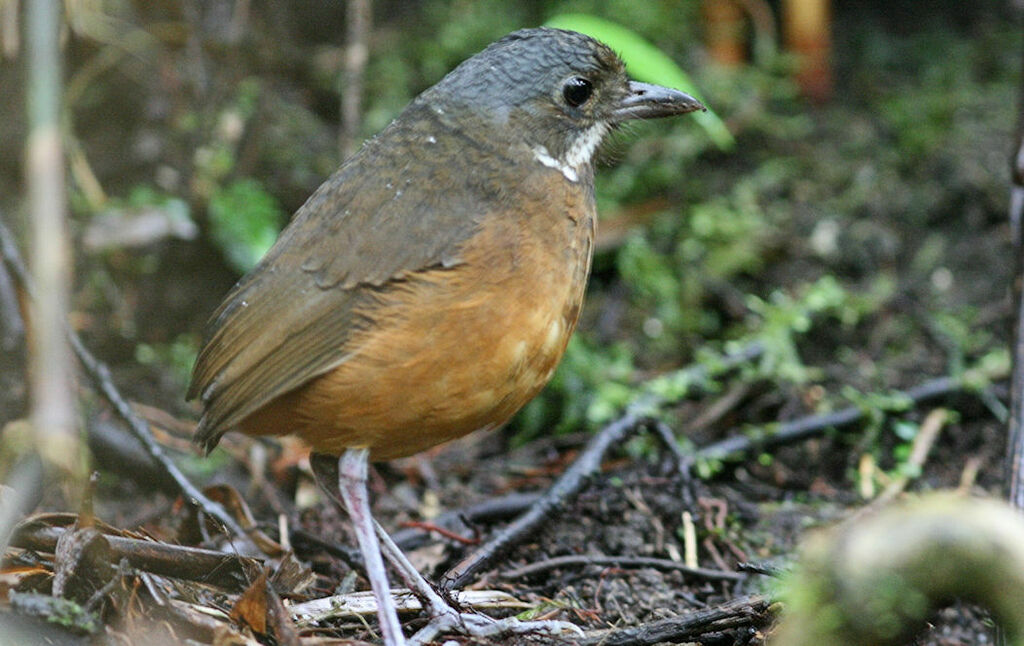 Moustached Antpitta