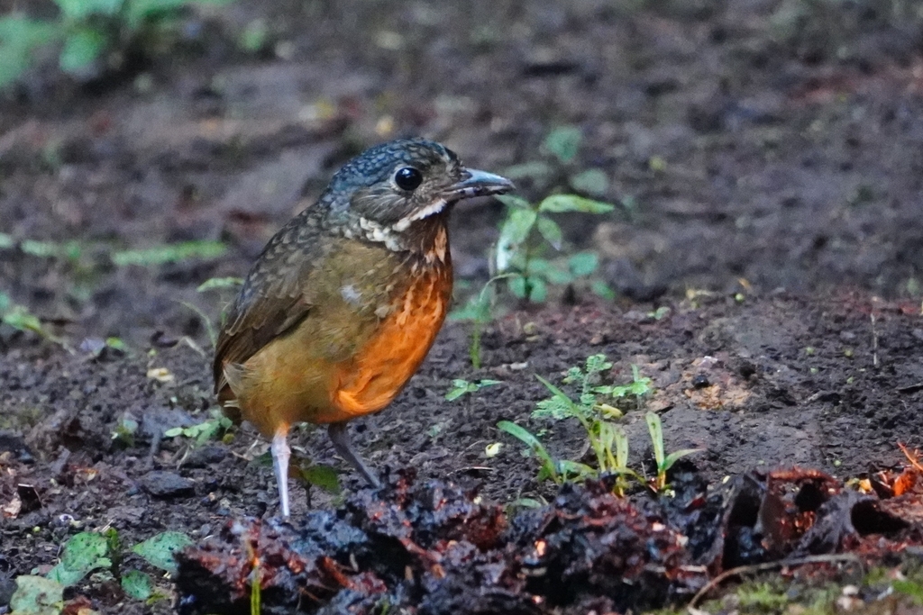 Scaled Antpitta