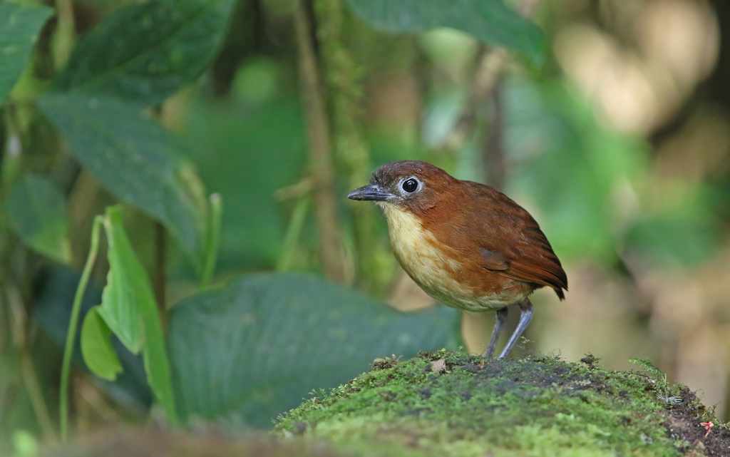 Yellow-breasted Antpitta