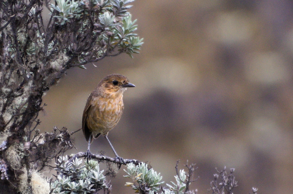 Boyaca Antpitta