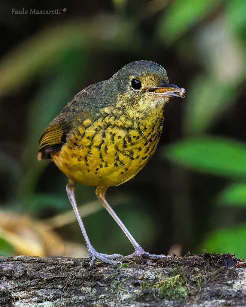 Speckle-breasted Antpitta