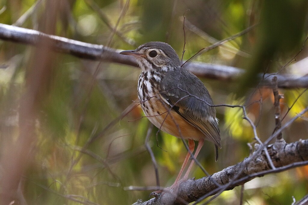 White-browed Antpitta