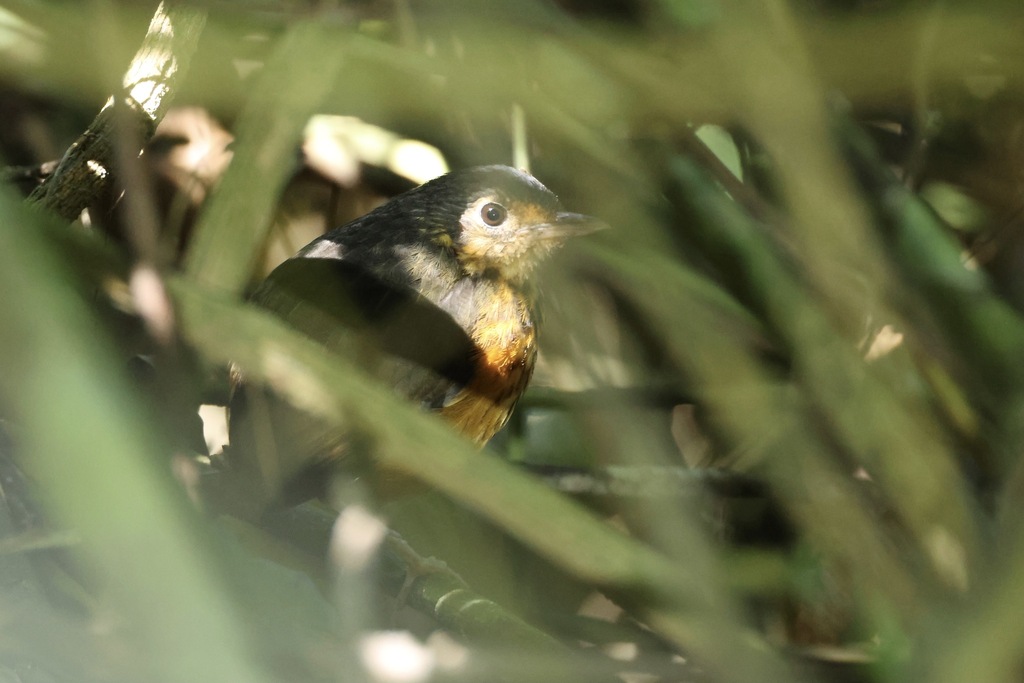 Thicket Antpitta