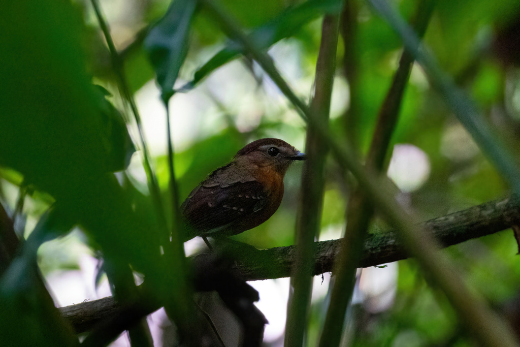 Ash-throated Gnateater