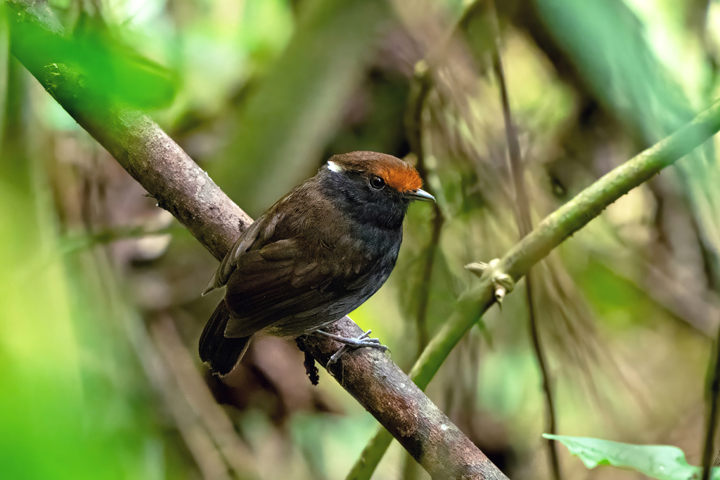 Chestnut-crowned Gnateater