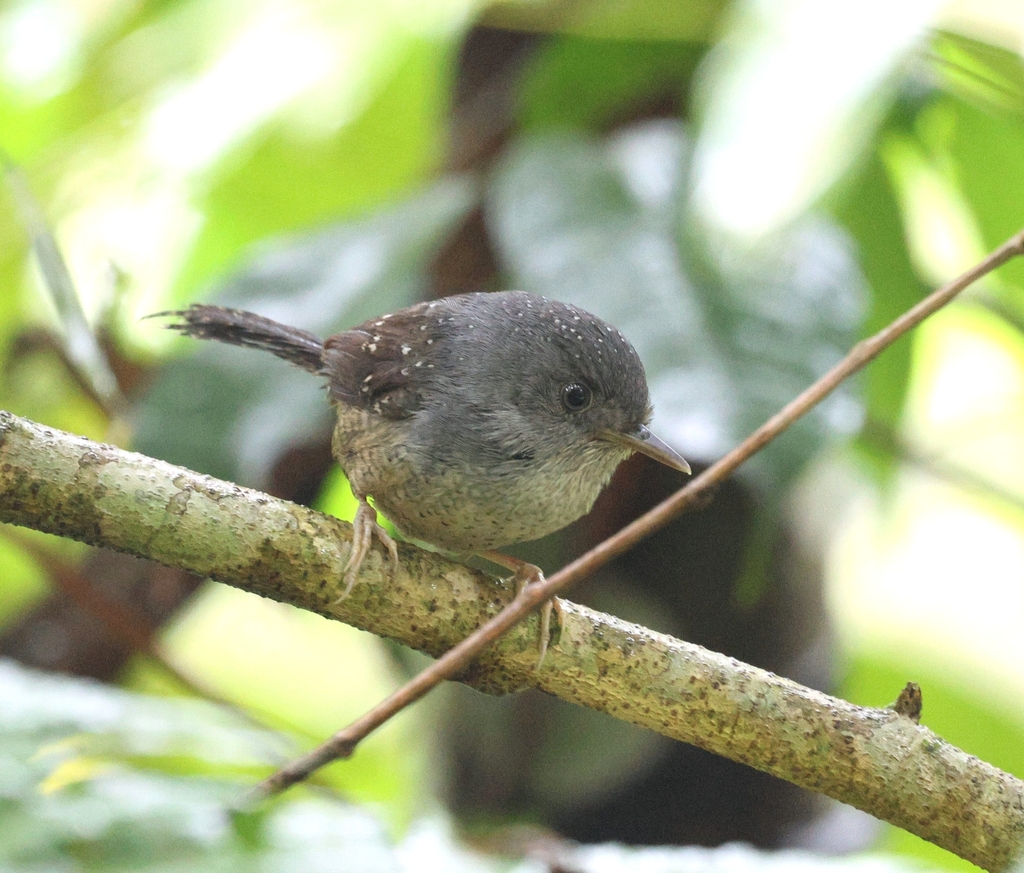 Tapaculo Overo