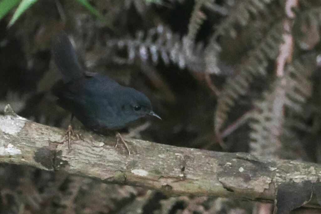 Diamantina Tapaculo