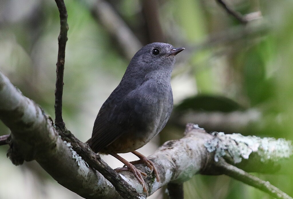 Brasilia Tapaculo
