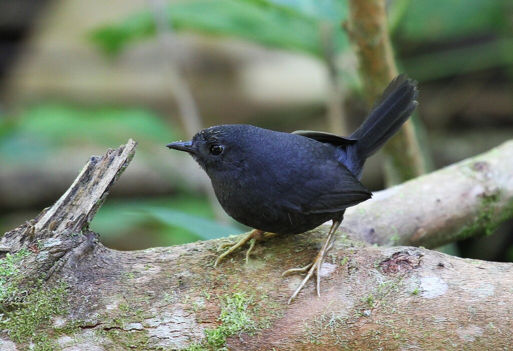 Mouse-colored Tapaculo