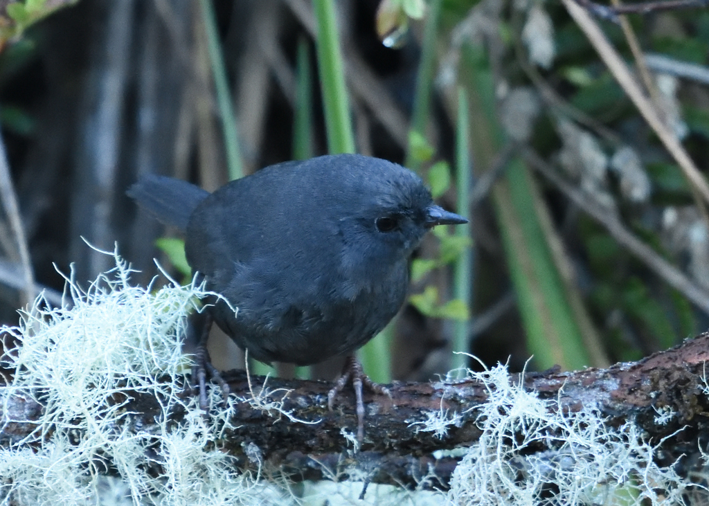 Paramo Tapaculo