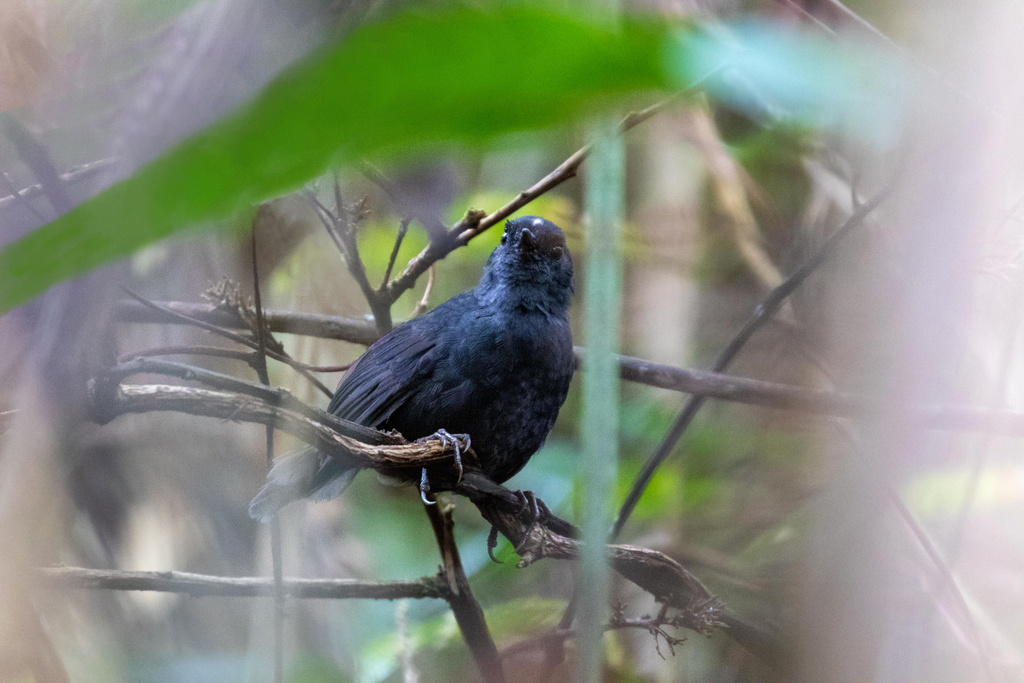 White-crowned Tapaculo
