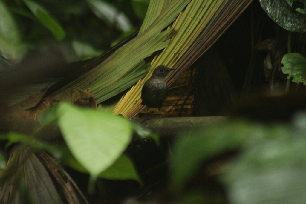 Choco Tapaculo