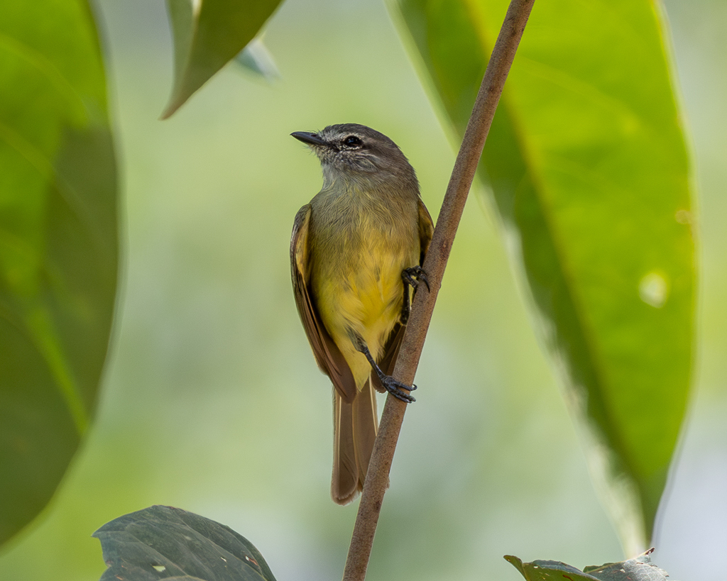 Sooty-headed Tyrannulet