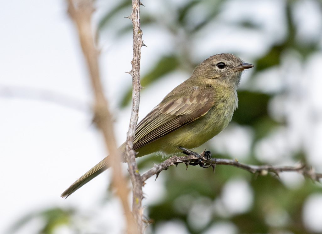Greenish Elaenia