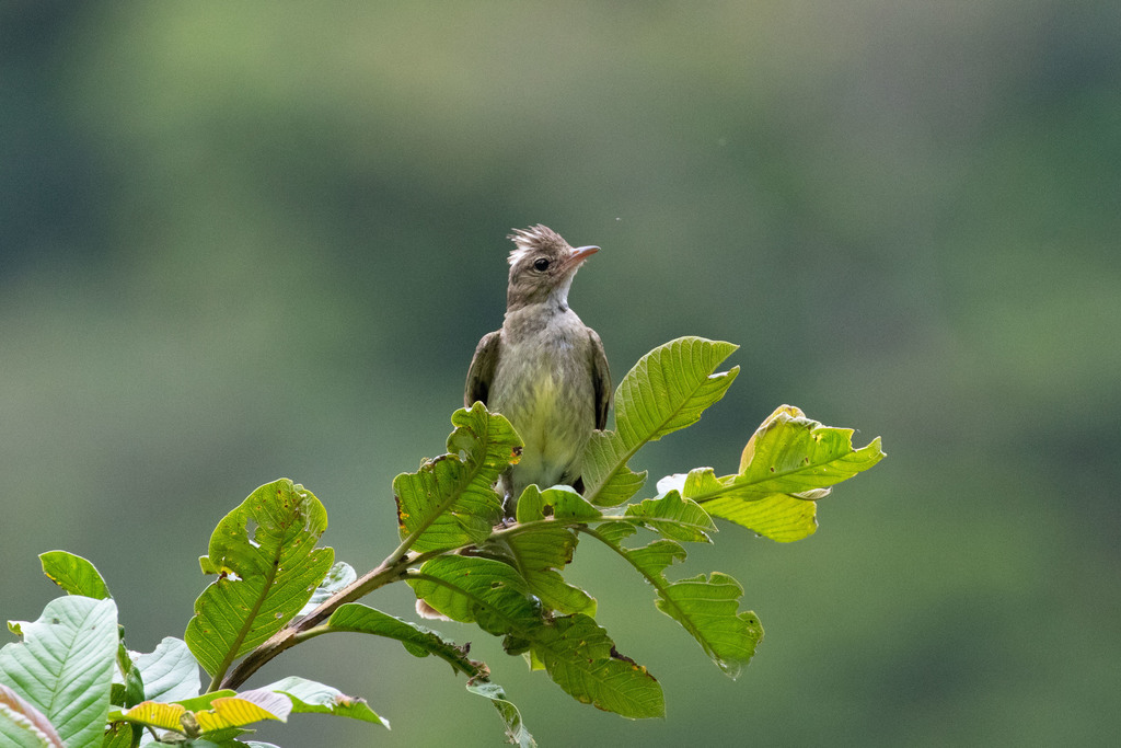 Mottle-backed Elaenia