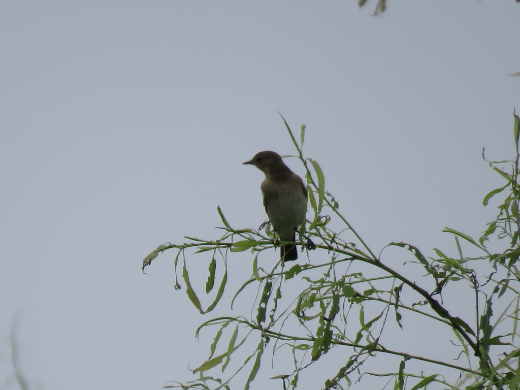 Brownish Elaenia