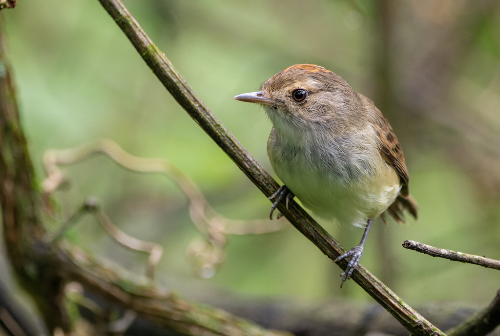 Fulvous-crowned Scrub Tyrant