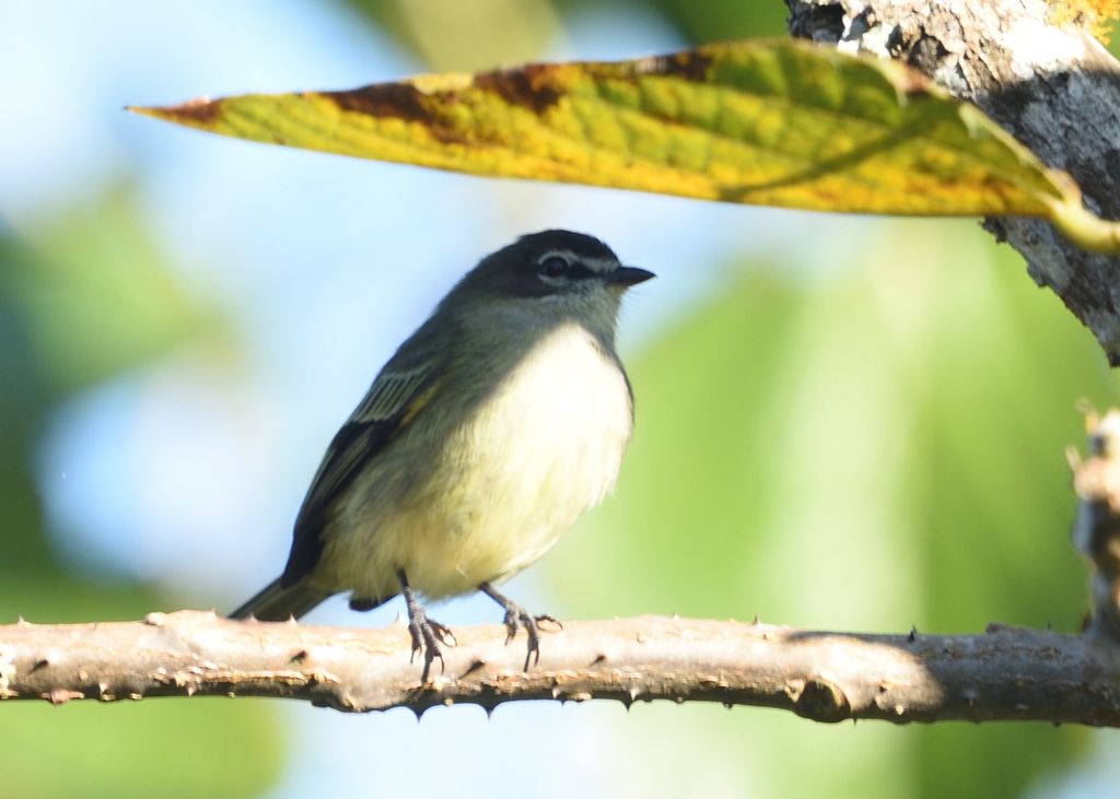 Spectacled Tyrannulet