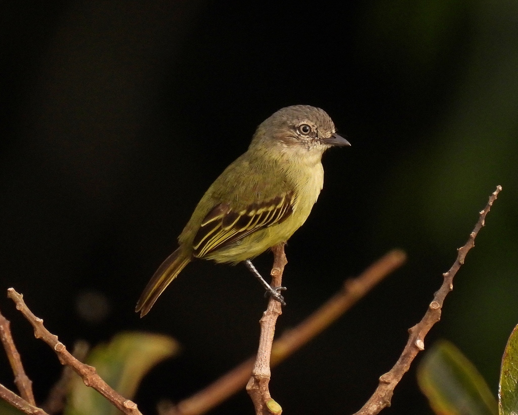 Guianan Tyrannulet