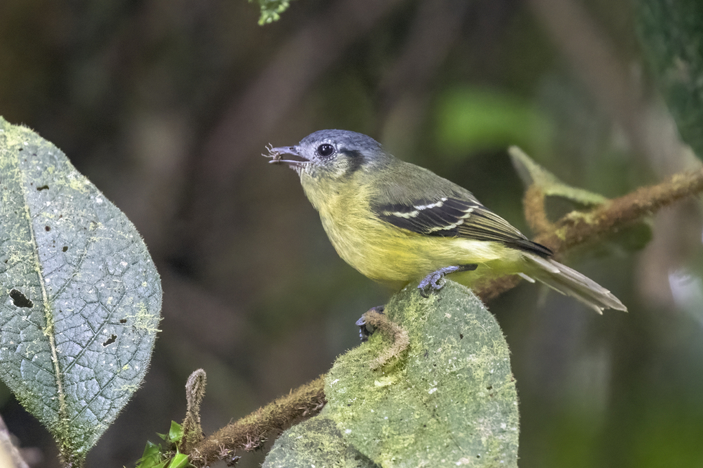 Marble-faced Bristle Tyrant