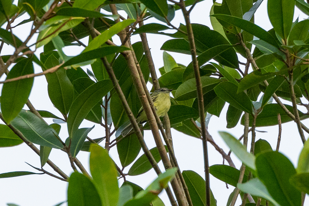 Ecuadorian Tyrannulet