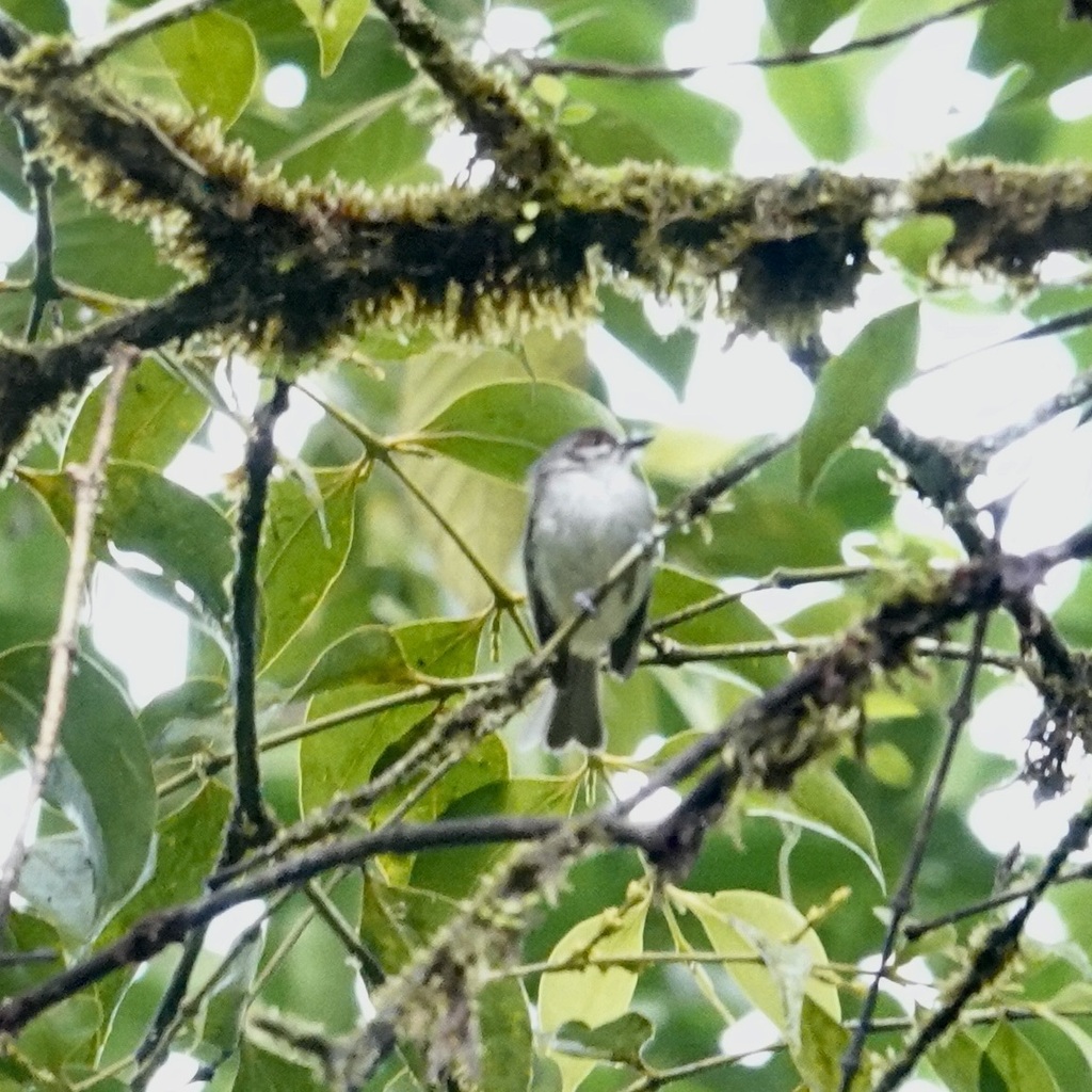 Rufous-browed Tyrannulet