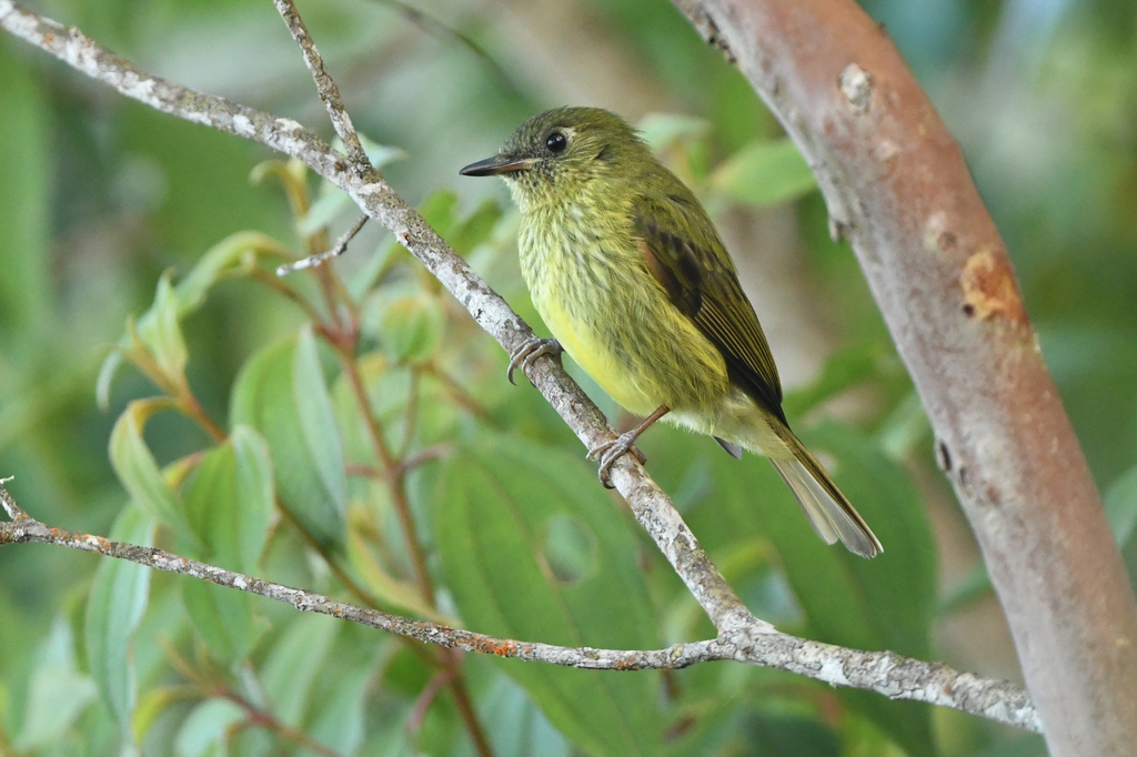 Olive-striped Flycatcher